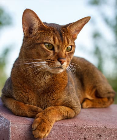 Abyssinian