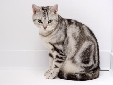 American Shorthair